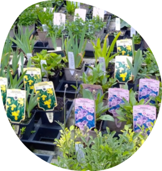  &copy; Pflanzen mit Animo Naturgärtnerei